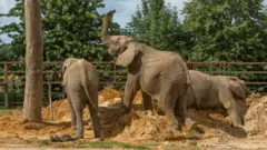The elephants at Howletts