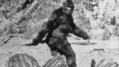 Black and white photograph of Bigfoot, who is a tall ape-like figure covered in black fur. He is pictured walking from the side, swinging his left arm in front of his body, and the left arm swinging behind him. There is a large amount of forestry pictured around him.