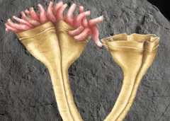 Voici à quoi ressemblait Auroralumina attenboroughii il y a 560 millions d'années