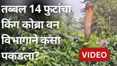 साप