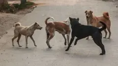 వీధి కుక్కలు