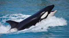 orca, paus pembunuh, misteri, kapal, lautan, perilaku 