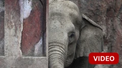 கோவையில் வீட்டின் கூரையை உடைத்து நாசமாக்கிய காட்டு யானை