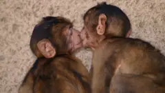 Fotografia com dois macacos se beijando de olhos fechados.