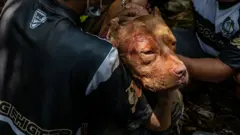 dövüştürülen yaralı bir köpek
