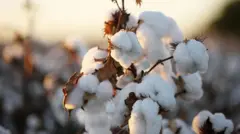 કપાસ, સમુદ્રનું પાણી, મોબાઇલ, લેપટોપ, ડિવાઇસ, ક્લાઇમેટ ચેન્જ, બીબીસી ગુજરાતી