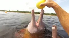 dolphine