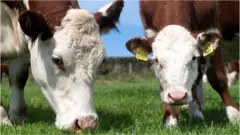 Herd of Hereford beef cattle in the English landscape, Cumbria, UK.