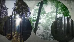 Врятувати ліси: чому недостатньо садити нові дерева?