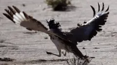 A houbara bustard during a falconry competition in Hameem, west of Abu Dhabi. Dec 2014