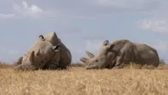 The last northern white rhinos