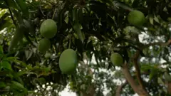 आम