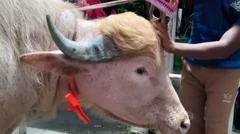 بھینسا