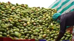 தோத்தாபுரி மாம்பழங்கள், இரான் - இஸ்ரேல் மோதல் 
