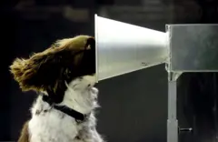 Floki, um dos dois cães da Austrália do Sul, participa de um treinamento de detecção da Covid-19 na Universidade de Adelaide, em 18 de setembro de 2020, em Adelaide, Austrália.