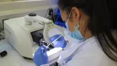 Uma cientista vestindo um jaleco branco e luvas azuis está sentada em uma bancada de laboratório. Ela tem um instrumento em cada mão e está olhando através de uma lupa para ver o tecido cerebral abaixo.