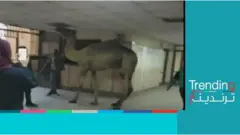 جمل يقتحم مستشفى أوسيم بالجيزة