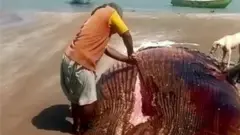 وہیل