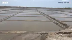 नमक की खेती