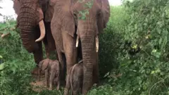 በኬንያ የተወለዱት መንታ ዝሆኖች