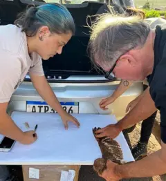 Priscilla Esclarski e David Johnson medindo a asa de uma coruja