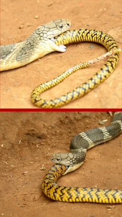 Cobra real