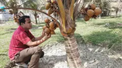 বসে বসে নারকেল কাটা যায়