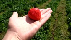 полуниця