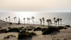 نمایی از درختان نخل در ساحل عریش، در شمال شبه‌جزیره سینا در مصر
