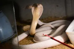 বিহারে এক বছরের একটি শিশু কোবরা সাপকে কামড়ে মেরে ফেলেছে - প্রতীকী ছবি