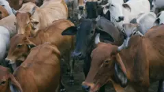 மத்திய பிரதேசம், பசு பாதுகாப்பு, வைரல் வீடியோ