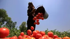 Homem depositando no chão tomates colhidos