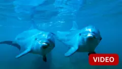 டால்பின் பிரசவம் 