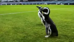 પૅંગ્વિન