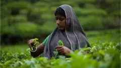 বিশেষজ্ঞরা বলছেন, চা শ্রমিকদের ধর্মীয় ও সামাজিক অবস্থানও তাদের মজুরী নির্ধারণে ভূমিকা রাখে।