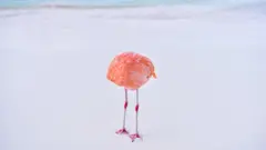 Flaming, który wygląda, jakby nie miał głowy