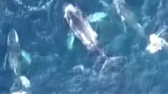 Megapod of whales