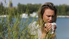 амброзія, алергія