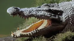 File foto of crocodile