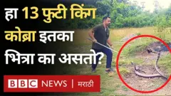 किंग कोब्रा