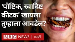 तब्बल 17 वर्षं जमिनिखाली राहून सकाडस नावाचे कीटक बाहेर आले आहेत. ते प्रथिनांचा उत्तम स्रोत असल्याचं सांगितलं जातं.
