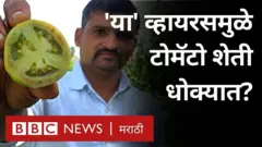 CMv व्हायरसमुळे पुणे, अहमदनगर, नाशिक, सातारा आणि जवळपासची टोमॅटो शेती बाधित झाली आहे.