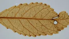 Miocene leaf