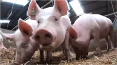 свині і гени