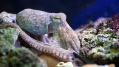 كائن بحري