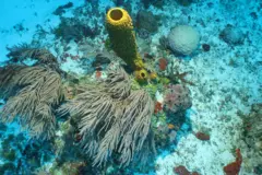 Coral em águas pouco profundas de Pickle Bank, nas ilhas Cayman