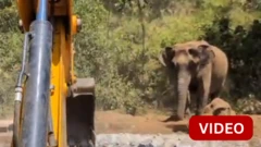 காணொளி: தண்ணீர் தொட்டியில் விழுந்த யானை; மீட்கப்பட்டது எப்படி?