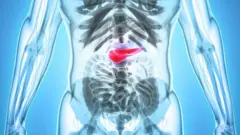 Anatomia do pâncreas