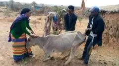 በድርቁ የተነሳ የቤተ እንስሳት ከተኙበት የሚነሱት በሰው ድጋፍ ነው