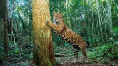 Onça com as patas em uma árvore no Parque Nacional do Iguaçu